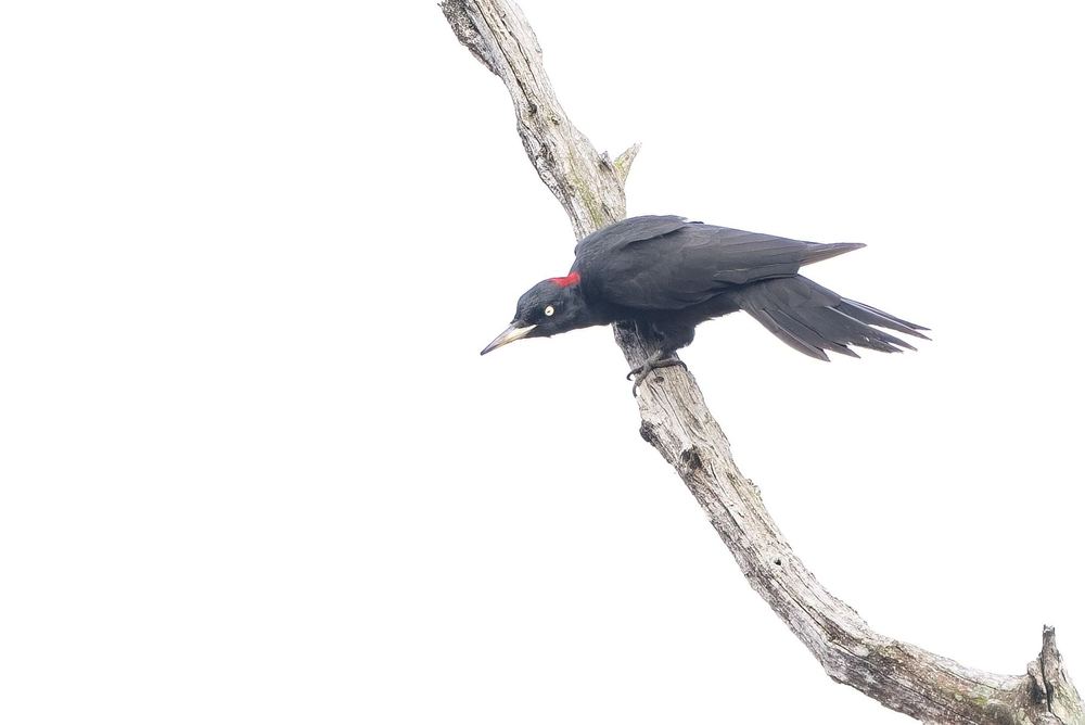 Black Woodpecker, photographed in the Netherlands