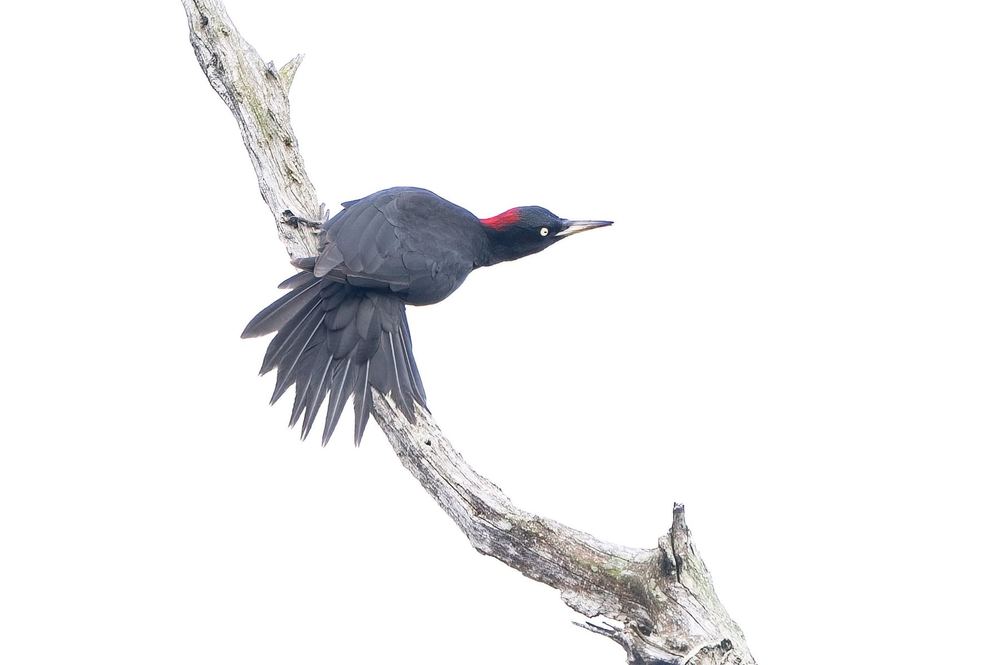 Black Woodpecker photographed by Dragos Varnav