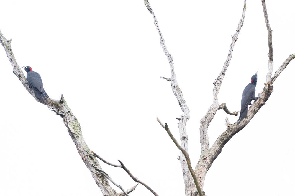 Black Woodpecker photographed by Dragos Varnav