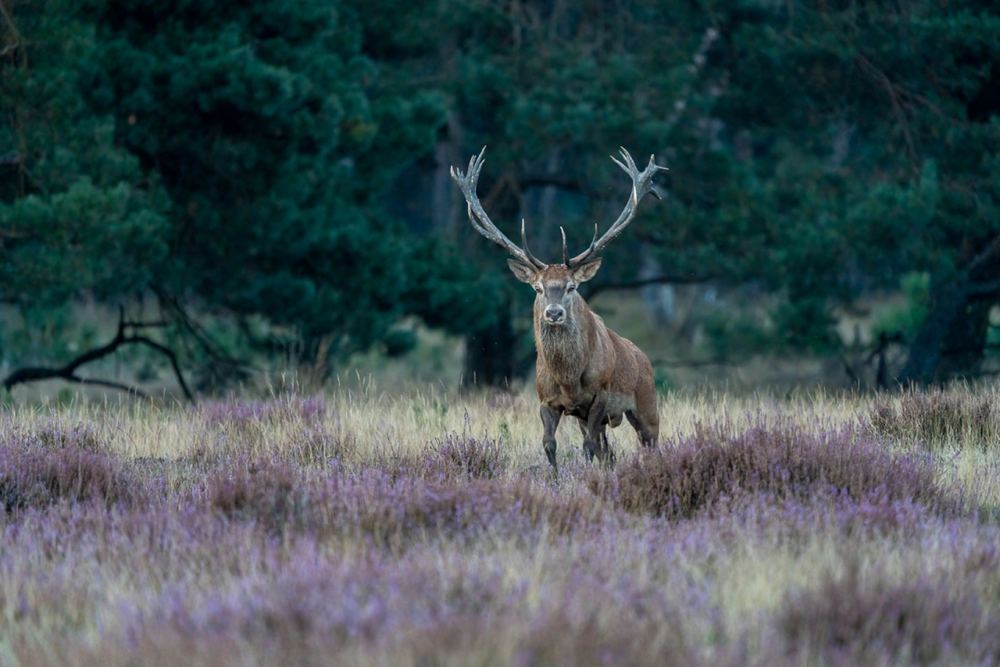 Red Deer, photographed in the Netherlands