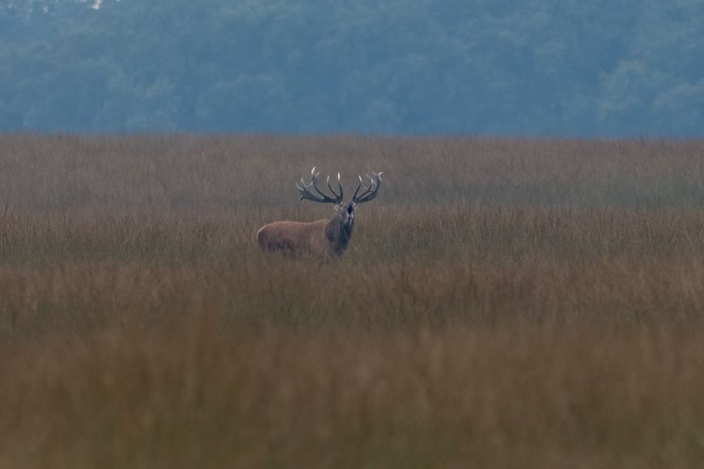 Red Deer photographed by Dragos Varnav