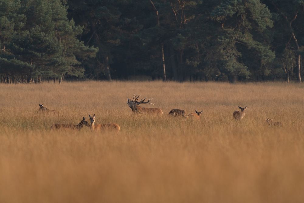 Red Deer photographed by Dragos Varnav