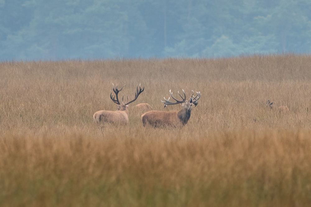 Red Deer photographed by Dragos Varnav