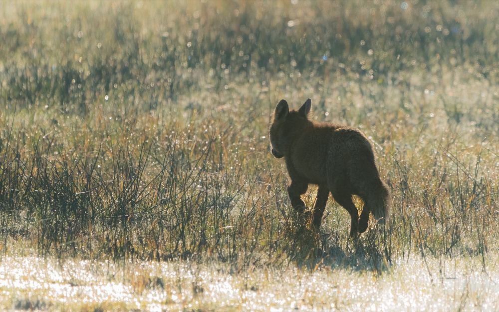 Red Fox, photographed in the Netherlands