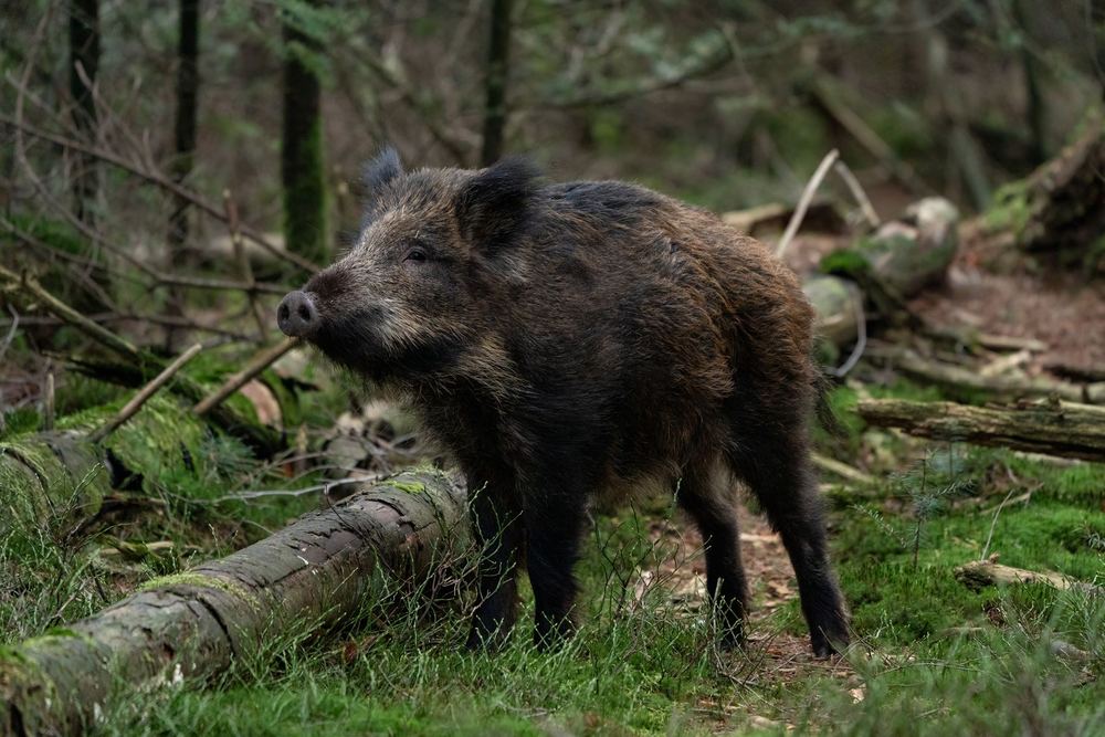 Wild Boar, photographed in the Netherlands