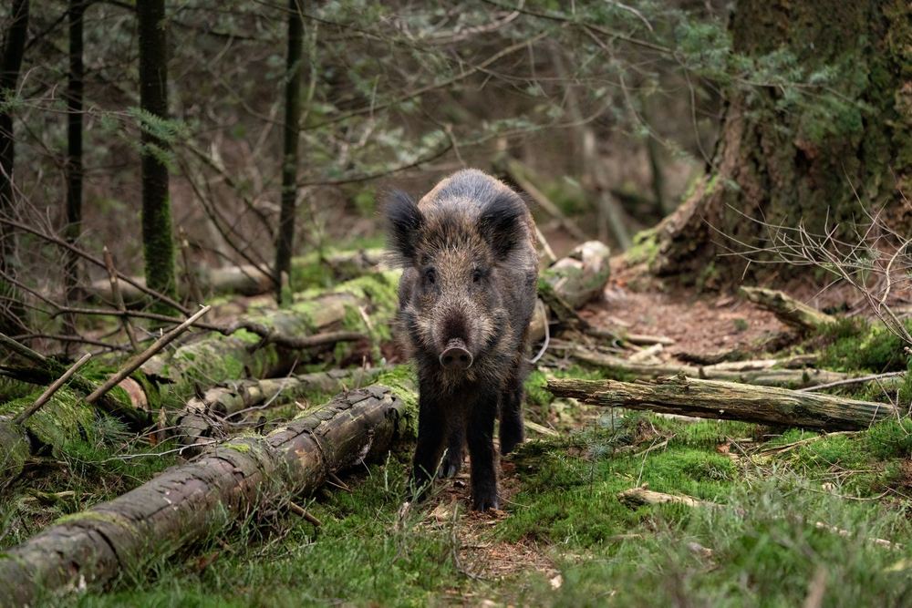 Wild Boar photographed by Dragos Varnav