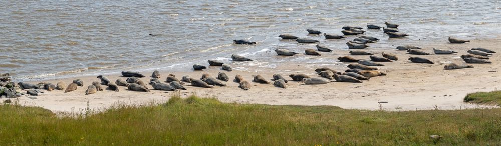 Seals photographed by Dragos Varnav