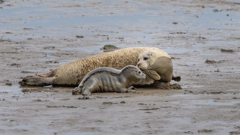 Seals photographed by Dragos Varnav