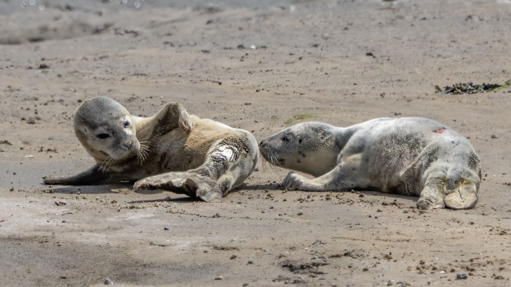 Seals photographed by Dragos Varnav